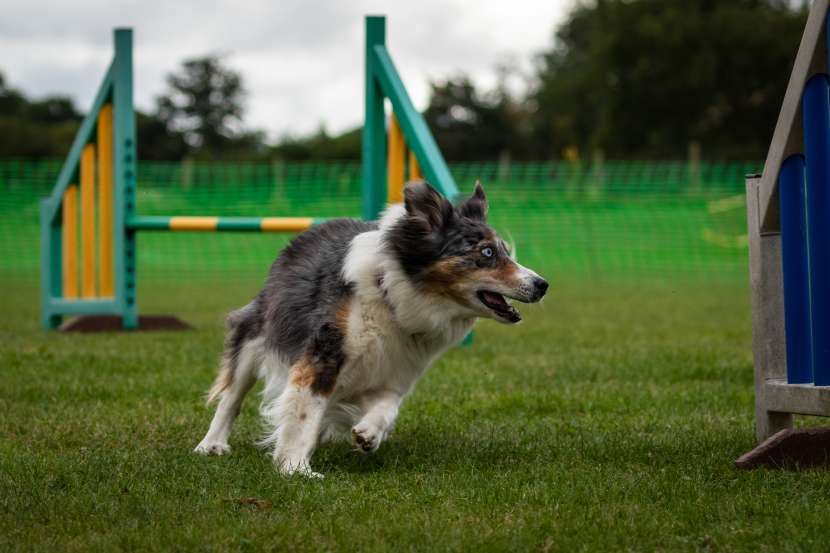 Agility hundträning