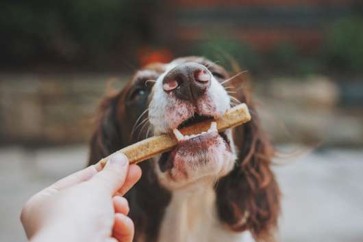 Träna din hund med rätt belöning